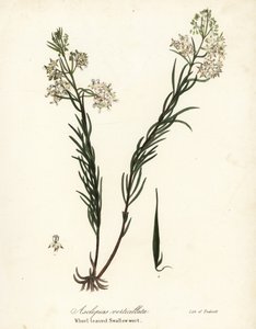 Whorled süt otu, doğu whorled süt otu, atkuyruğu süt yosunu veya whorl-yapraklı kırlangıçotu, Asclepias verticillata by Endicott Endicott