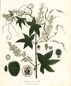 Yabani salatalık, dikenli salatalık, bur salatalık veya yabani Balsam elması, Echinocystis lobata