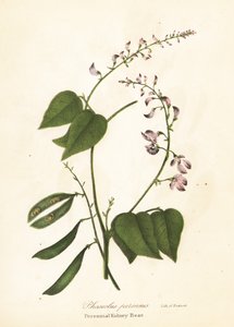 Yabani barbunya, Phaseolus polystachios (Çok yıllık barbunya, Phaseolus perennis)