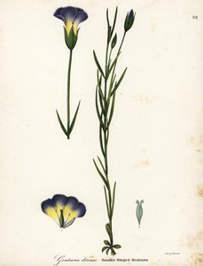 Yel değirmeni saçaklı centiyana, Gentianopsis detonsa (Küçük saçaklı centiyana, Gentiana detonsa) by Endicott Endicott
