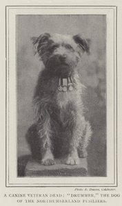 Bir Canine Veteran Dead, Davulcu, Northumberland Fusiliers