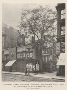 Tehlikede Bir Edebi Londra Dönüm Noktası, Wood Street, Cheapside Köşesinde Wordsworths Çınar Ağacı by English Photographer