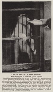 Beyaz Babun, nadir bir varış by English Photographer