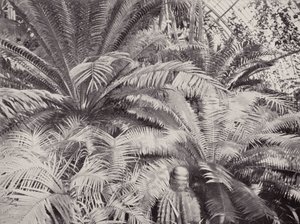 Kew