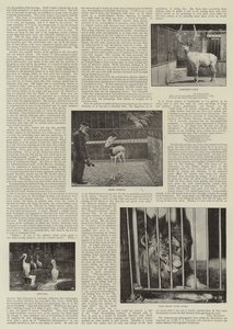 Hayvanat Bahçesinde Amatör Bir Fotoğrafçı