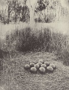 Emus Yuvası by English Photographer