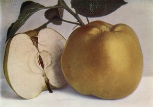 Apple, Lord Derby (renkli fotoğraf) by English Photographer