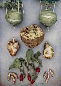 Enginar, Kohl-Rabi, Kereviz ve Turp (renkli fotoğraf) by English Photographer