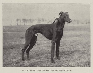 Black Fury, Waterloo Kupasının Kazananı by English Photographer