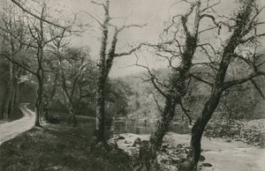 Bolton Ormanları by English Photographer