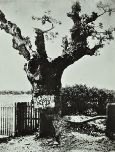 Brockley Lane: Old Oak, Londra, 1890 by English Photographer