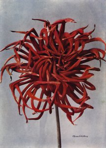 Kaktüs Dahlia, Conqueror (renkli fotoğraf) by English Photographer