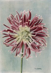 Kaktüs Dahlia, Bayan Randle (renkli fotoğraf) by English Photographer