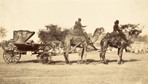 Deve Arabası, c.1860 (fotogravür) by English Photographer