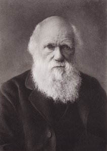 Charles Darwin, portre, c 1880 (s/b fotoğraf) by English Photographer