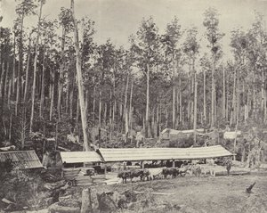 Childers Kereste Fabrikası, Gippsland by English Photographer