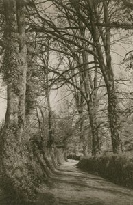 Cockington Lane, Devonshire, Torquay yakınında by English Photographer