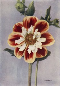 Collerette Dahlia, Gallia (renkli fotoğraf) by English Photographer