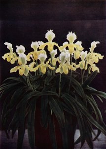 Cypripedium Insigne Sanderae (renkli fotoğraf) by English Photographer