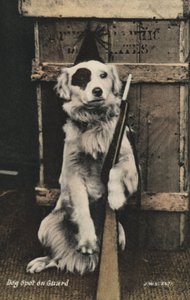 Silah tutan köpek (renkli fotoğraf) by English Photographer