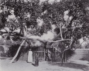 Mısır: Bakire Ağacı (s/b fotoğraf) by English Photographer