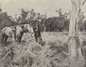 Emus Yuvası Bulma by English Photographer