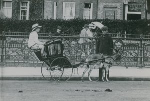 keçi taşıma by English Photographer