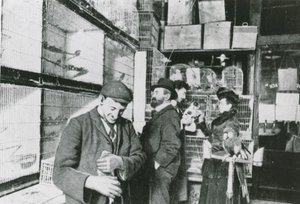 Büyük Portland Caddesi evcil hayvan dükkanı by English Photographer