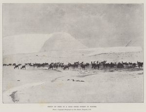 Kışın Ross-Shire Ormanında Geyik Grubu by English Photographer