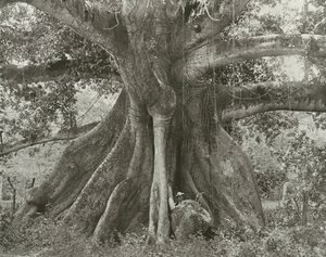 Jamaika: Tom Cringles Pamuk Ağacı, İspanyol Kasabası Yolu (b/w fotoğraf) by English Photographer