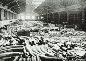 London Docks: fildişi deposu, 1895 by English Photographer