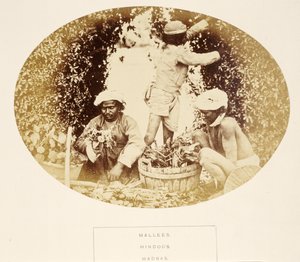 Mallees (Bahçıvanlar), Hindular, Madras, from The People of India, J. Forbes Watson tarafından, 1868 yayınlandı (albüm baskısı) by English Photographer