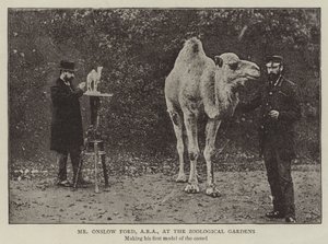 Bay Onslow Ford, ARA, Zoolojik Bahçelerde by English Photographer