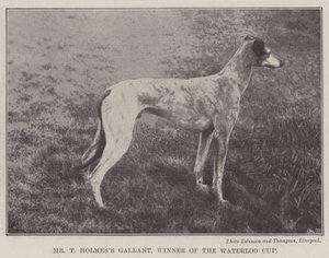 Bay T Holmess Gallant, Waterloo Kupasını Kazanan by English Photographer