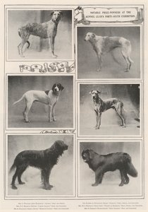 Kennel Clubs Kırk Altıncı Sergide Önemli Ödül Kazananlar