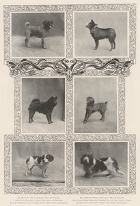 Kennel Clubs Kırk Altıncı Sergide Önemli Ödül Kazananlar