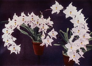 Odontoglossum Crispum (renkli fotoğraf) by English Photographer