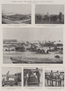 İstiridye Kültürü, Cancale, Brittany