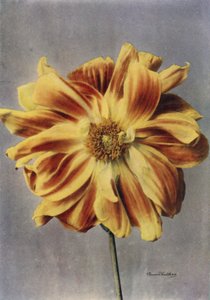 Paeony Çiçekli Dahlia, The Geisha (renkli fotoğraf) by English Photographer