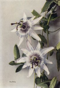 Passiflora Coerulea, Constance Elliott (renkli fotoğraf) by English Photographer