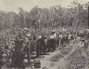 Ahududu Toplayıcıları iş başında, Wandin Yallock by English Photographer