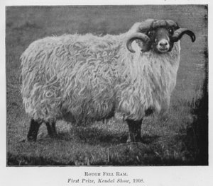 Rough Fell Ram, Birincilik Ödülü, Kendal Show by English Photographer
