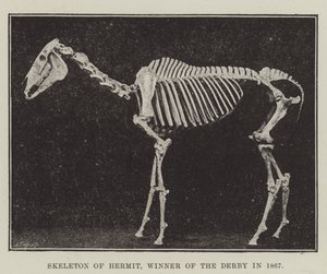 Münzevi İskeleti, 1867