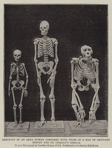 Bir Akka Kadınının İskeleti, Sıradan Boylu Bir Adamın ve Du Chaillus Gorilla