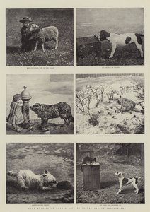 Anlık Fotoğrafla Hayvan Yaşamına İlişkin Bazı Çalışmalar