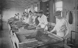 Güney Afrika: Arama Tabloları, De Beers Diamond Mines, Kimberley (s/b fotoğraf) by English Photographer