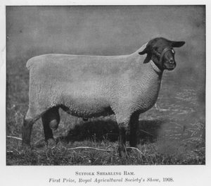Suffolk Shearling Ram, Birincilik Ödülü, Kraliyet Tarım Derneği