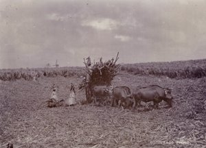 Şeker ekimi, Barbados, 1880 by English Photographer