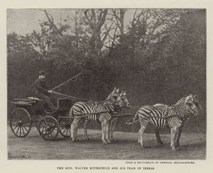 Saygıdeğer Walter Rothschild ve Zebra Ekibi by English Photographer