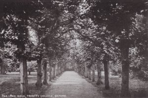 Kireç Yürüyüşü, Trinity Koleji, Oxford by English Photographer